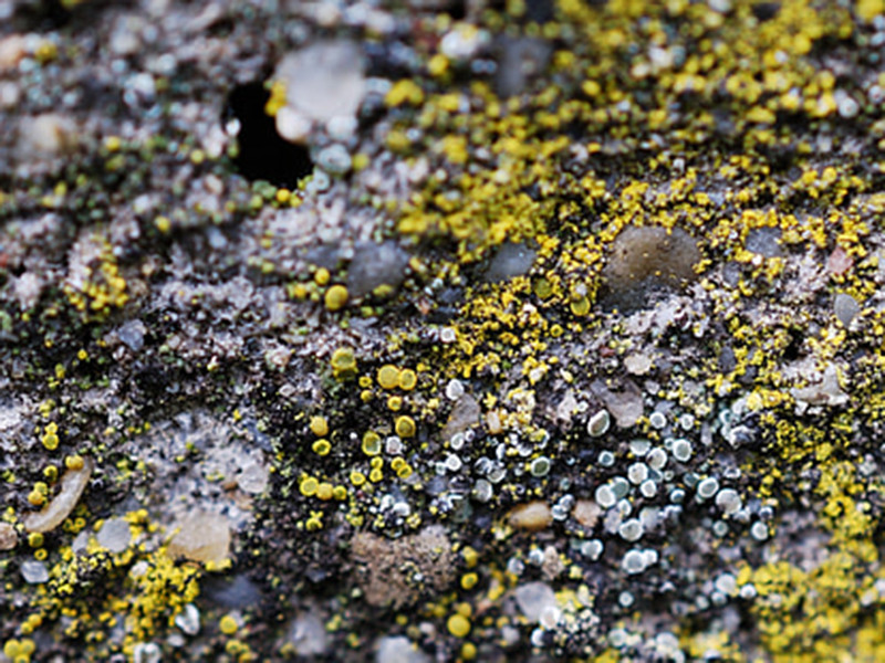 手持式土壤重金屬檢測(cè)儀價(jià)格