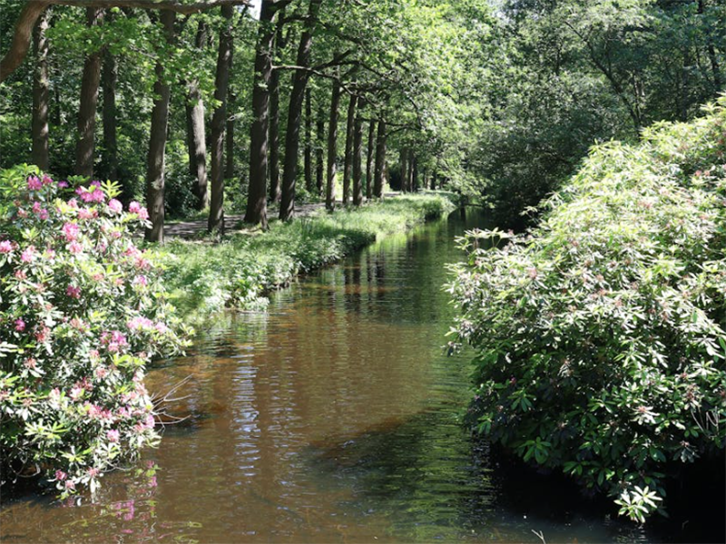 水中藍綠藻的特性與危害