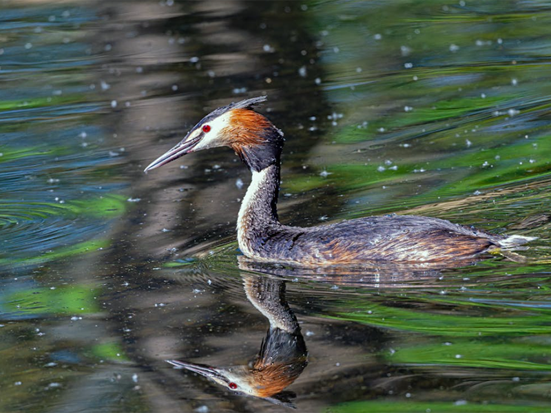 水中藍(lán)綠藻是什么(藍(lán)綠藻的危害與應(yīng)對(duì)措施)