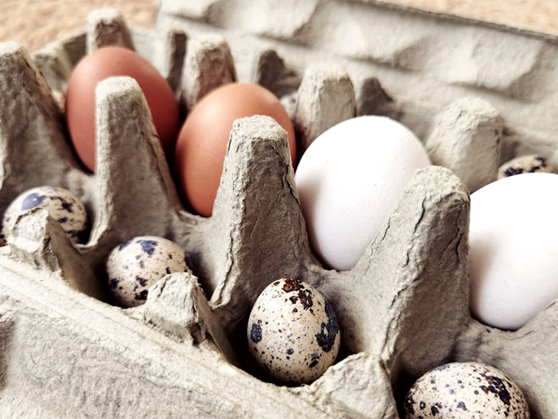 食品安全檢測儀廠家推薦（食品安全檢測儀功能介紹）