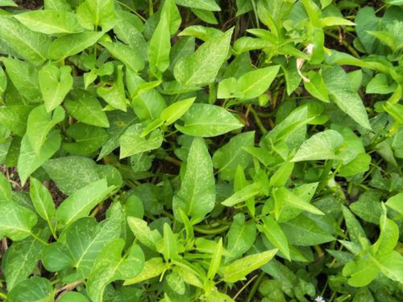 淺析四種葉綠素測(cè)定方法 淺析四種葉綠素測(cè)定方法